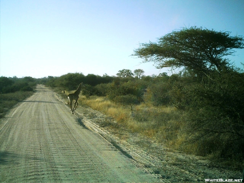 S. African Safari 2011 Baby Giraffe