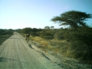 S. African Safari 2011 Baby Giraffe by camojack in Special Points of Interest