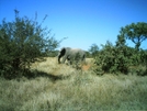 S. African Safari 2011 Elephant 2