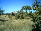 S. African Safari 2011 Elephant