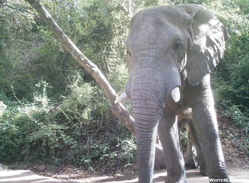 S. African Safari 2011 Elephant Up Close