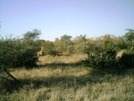 S. African Safari 2011 Giraffe by camojack in Special Points of Interest