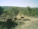 S. African Safari 2011 Impalas by camojack in Special Points of Interest