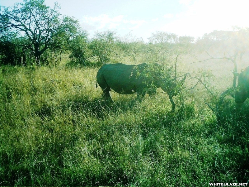 S. African Safari 2011 Rhino