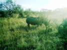 S. African Safari 2011 Rhino