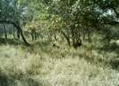 S. African Safari 2011 Some Kind Of Antelope by camojack in Special Points of Interest