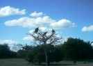 S. African Safari 2011 Vultures by camojack in Special Points of Interest