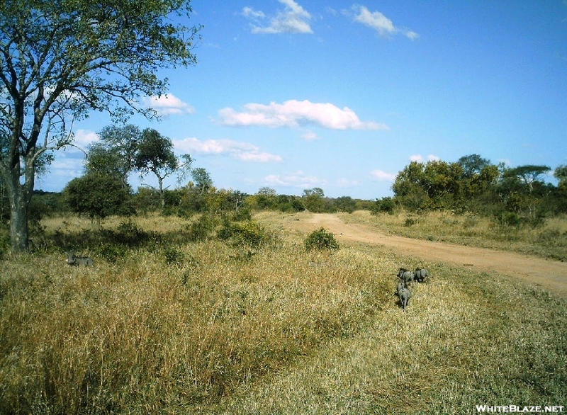 S. African Safari 2011 Warthogs