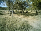 S. African Safari 2011 Wildebeests by camojack in Special Points of Interest