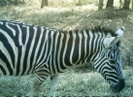 S. African Safari 2011 Zebra