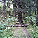 Spruce Island Alaska - hike from Ouzinkie to Sunny Cove 3