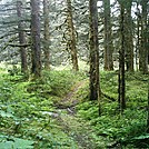 Spruce Island Alaska - hike from Ouzinkie to Sunny Cove 5