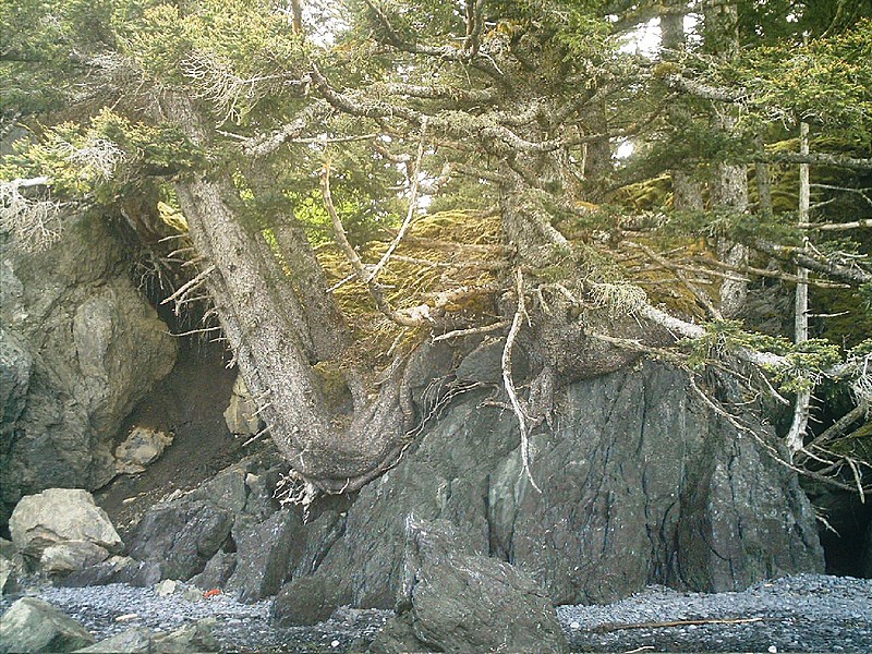 Spruce Island Alaska - hike to Ouzinkie, trees growing over rock