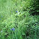 Spruce Island, Alaska - flowers by trail back from Mt. Herman