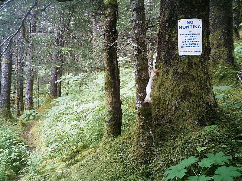 Spruce Island, Alaska - no hunting sign by trail back from Mt. Herman