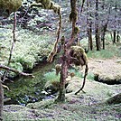 Spruce Island, Alaska - stream by trail back from Mt. Herman