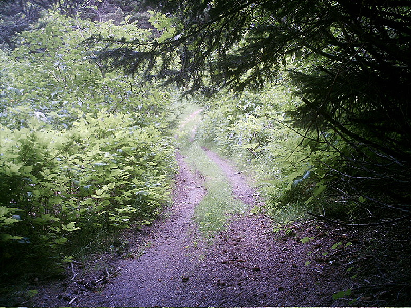 Spruce Island, Alaska - trail back from Mt. Herman 10