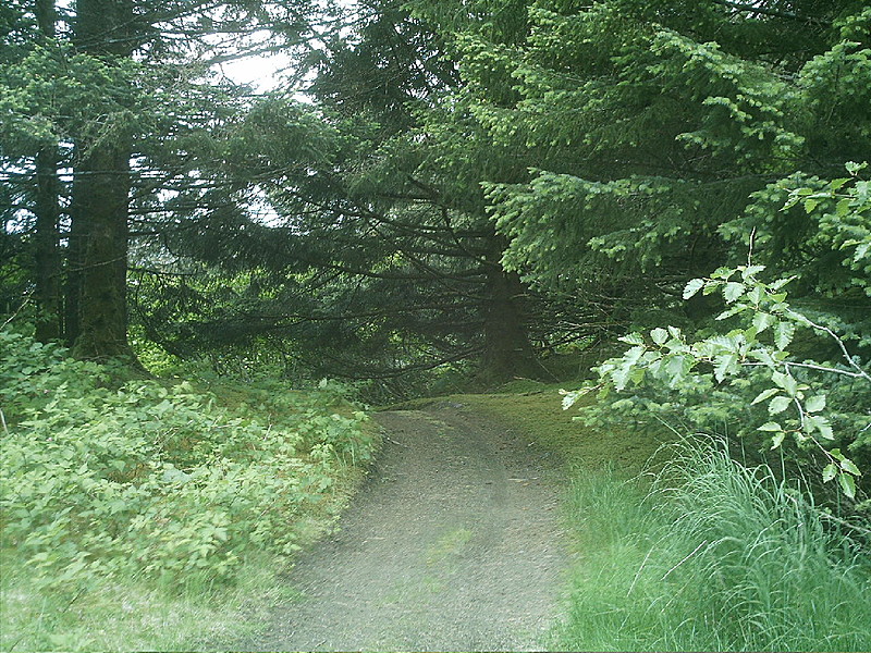 Spruce Island, Alaska - trail back from Mt. Herman 11