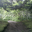 Spruce Island, Alaska - trail back from Mt. Herman 12