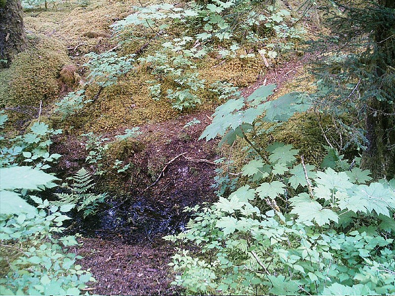 Spruce Island, Alaska - trail back from Mt. Herman 5