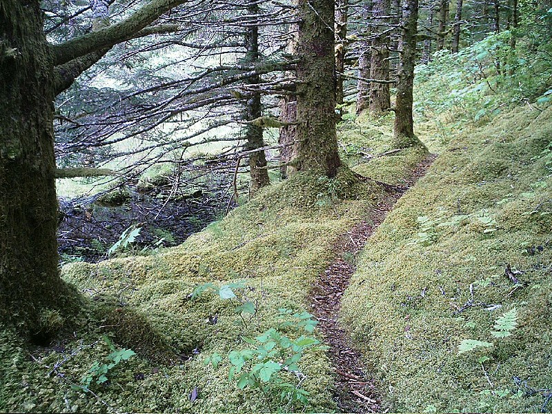 Spruce Island, Alaska - trail back from Mt. Herman 6