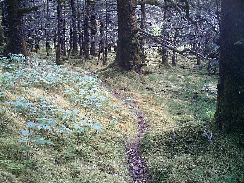 Spruce Island, Alaska - trail back from Mt. Herman 7