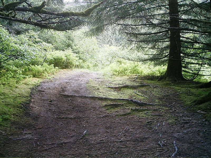 Spruce Island, Alaska - trail back from Mt. Herman 9