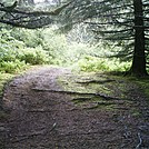 Spruce Island, Alaska - trail back from Mt. Herman 9 by camojack in Special Points of Interest