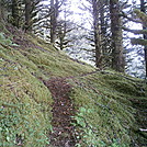 Spruce Island, Alaska - trail back from Mt. Herman