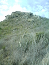 St. Bart's Hike - Cactus 2