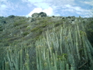 St. Bart's Hike - Cactus by camojack in Special Points of Interest