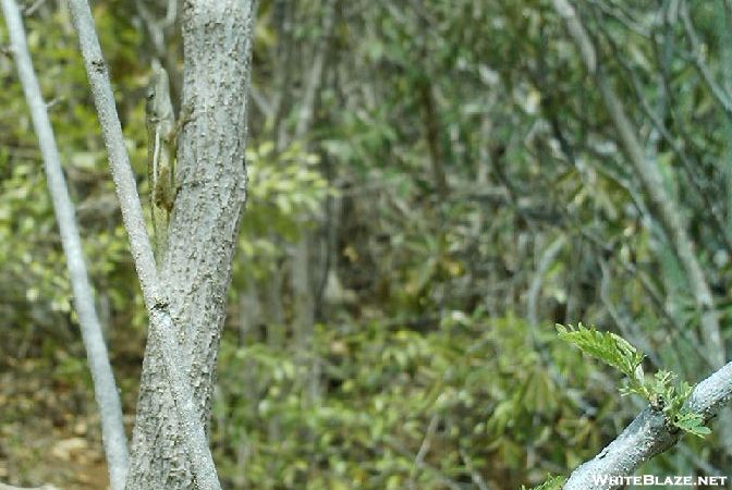 St. Bart's Hike - Lizard On Tree