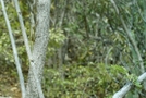 St. Bart's Hike - Lizard On Tree