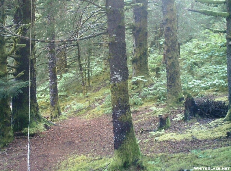 Trail Past My Cabin In Alaska