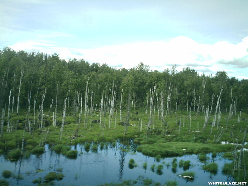 Alaska 2008 - Wet Vista 2