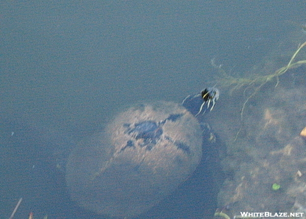 Florida Everglades, Mostly