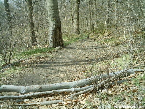 Wissahickon Clean-up