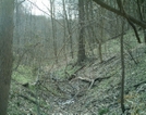 Wissahickon Clean-up