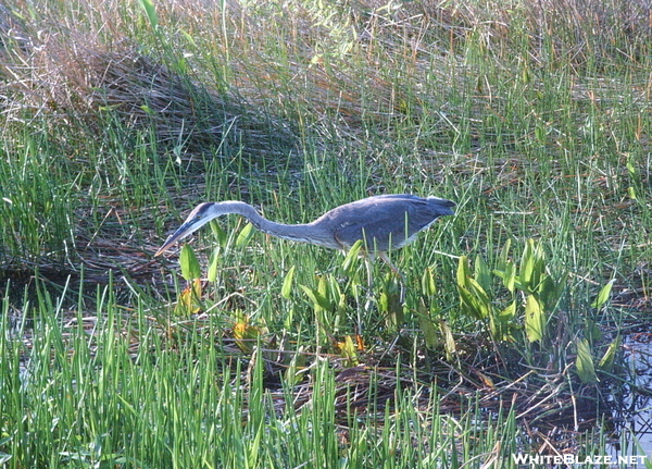 Florida Everglades, Mostly