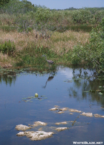 Florida Everglades, Mostly