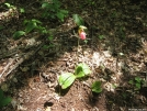 Lady Slipper by white rabbit in Flowers