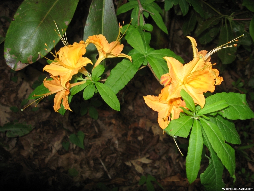 Flaming Azalea