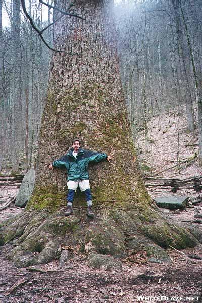 Stretching across the Wasilik Poplar