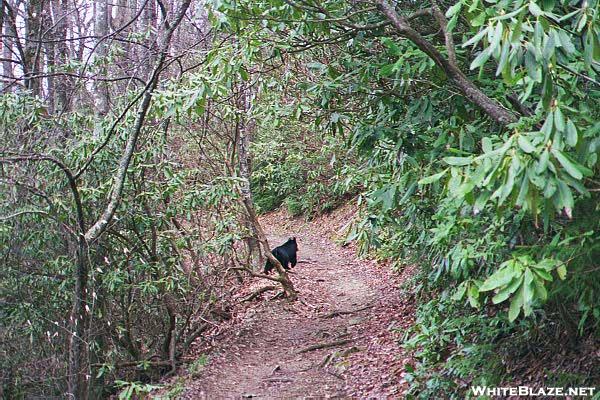 Bear on AT in GSMNP