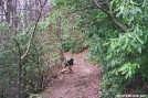 Bear on AT in GSMNP by gonzo in Wildlife (contest)