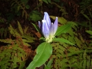 Bottle Gentian