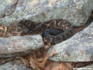 Rattlesnake, Peters Mountain Pa. by elray in Snakes