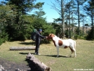 Wild Pony Grayson Highlands Va.