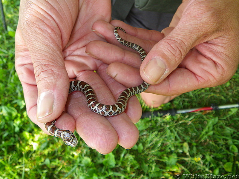 Milksnake?