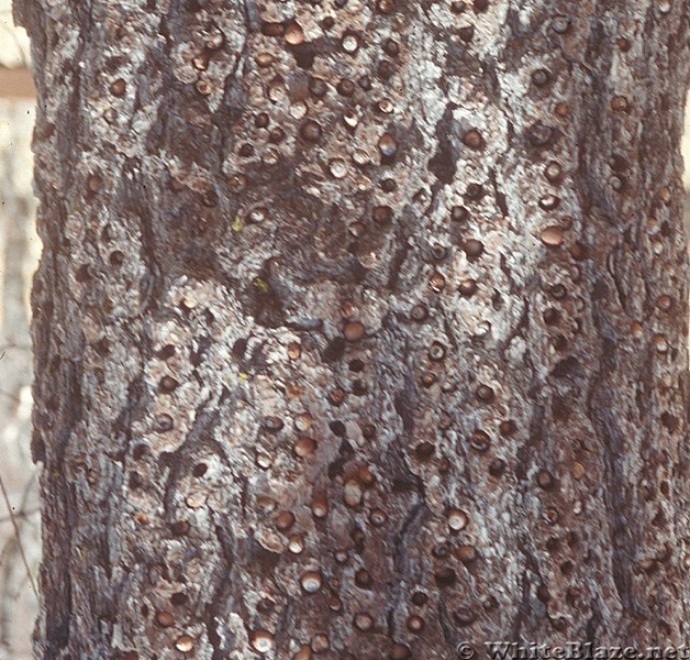 acorns in pine